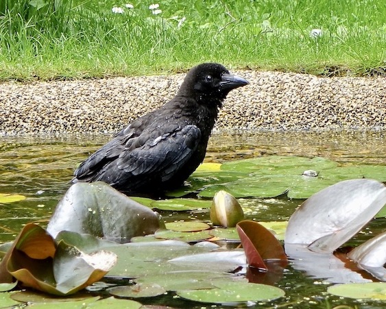 carrion crow